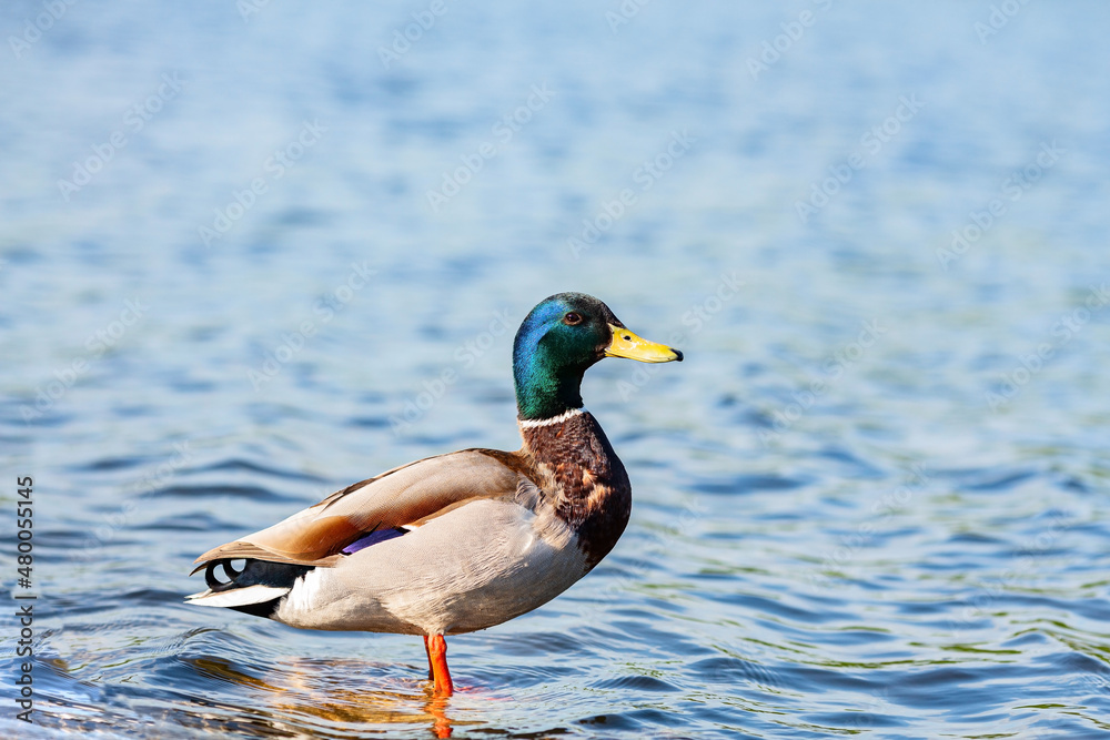 Male duck (Mallard) staying on the stone in the river Male duck (Mallard) staying on the stone in the river