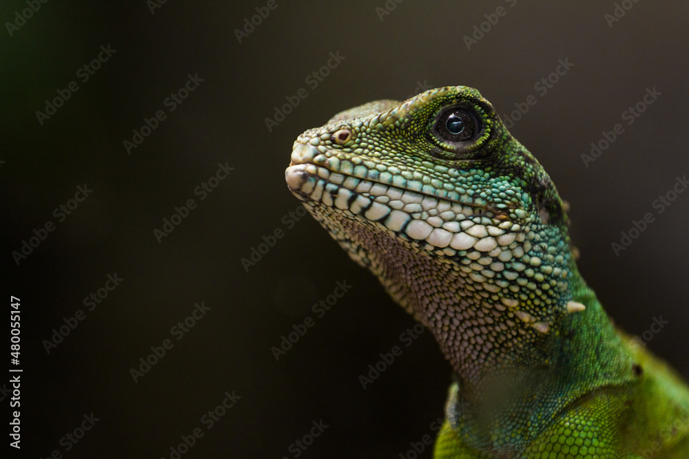 chinese water dragon, Physignathus cocincinus chinese water dragon, Physignathus cocincinus