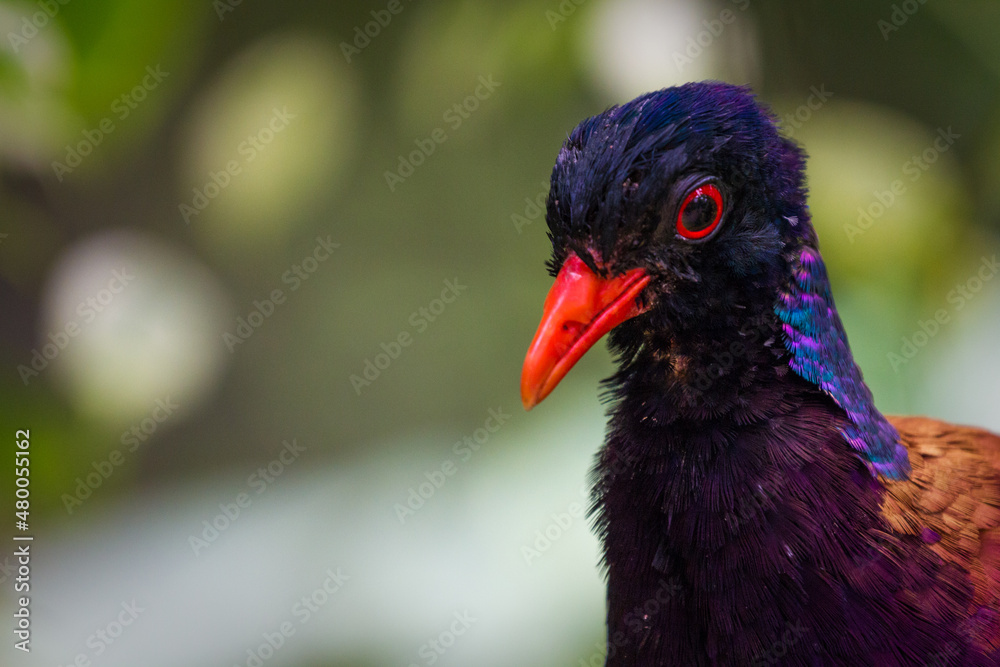 Green-naped pheasant pigeon, Otidiphaps nobilis Green-naped pheasant pigeon, Otidiphaps nobilis