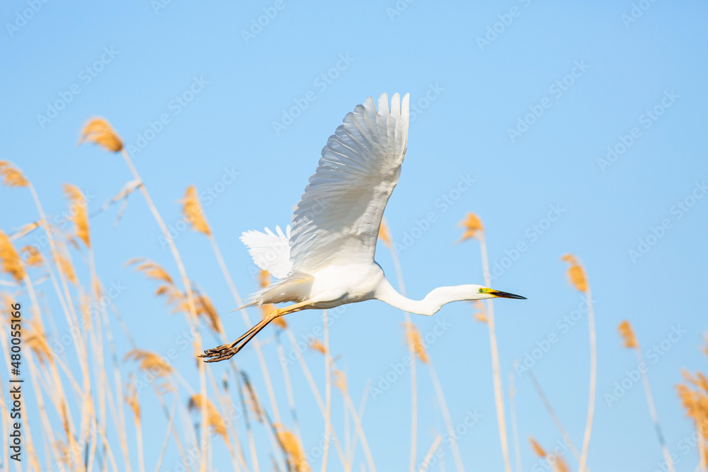White great egret flying in the reeds against blue sky White great egret flying in the reeds against blue sky