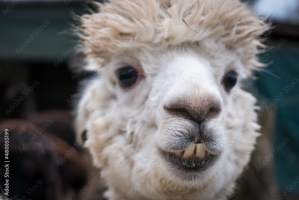 alpaca (Lama pacos), white, close up