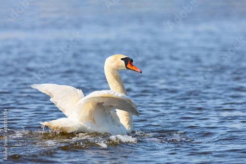 Fototapeta Naklejka Na Ścianę i Meble -  Mute swan (Cygnus olor) swimming in Volga river