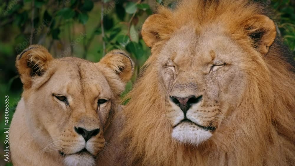 Southwest African lion (Panthera leo bleyenberghi) couple, big cat yawning Southwest African lion (Panthera leo bleyenberghi) couple, big cat yawning