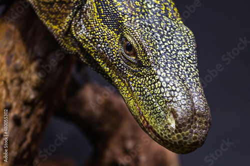 Yellow-headed banded water monitor  Philippine  Cuming s  Varanus cumingi