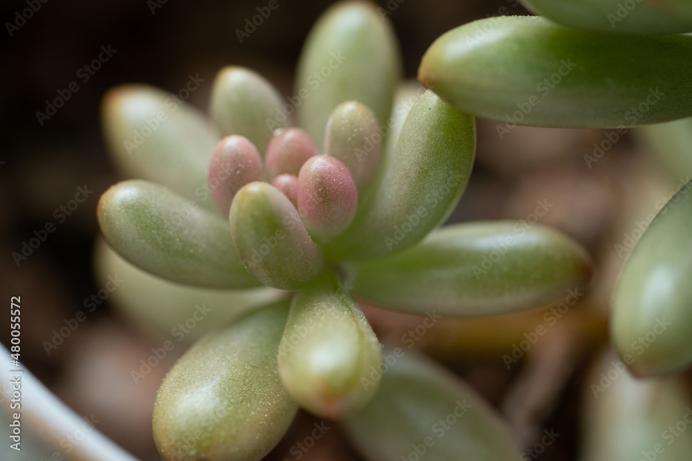 close up succulent close up succulent
