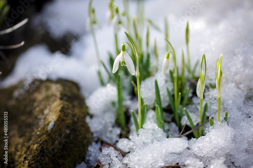 Schneeglöckchen Frühlingsgruß © Susann Bausbach
