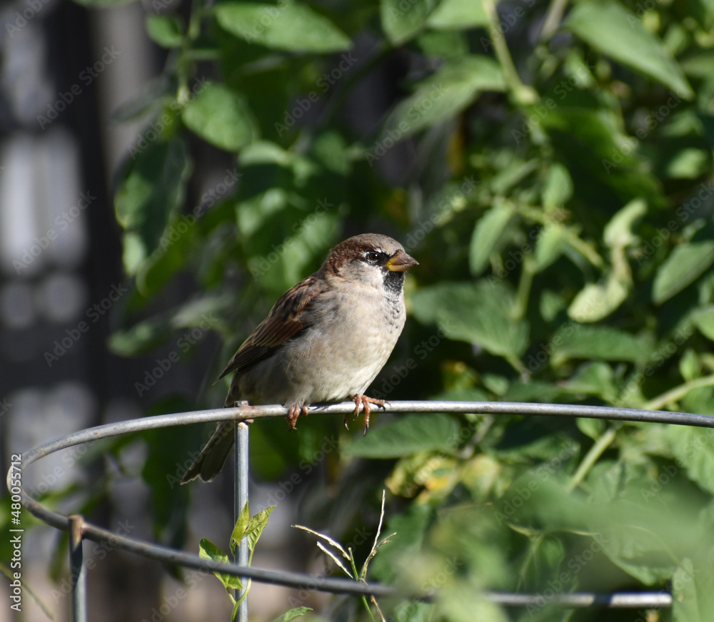 Obraz premium Immature nonbreeding house sparrow (Passer domesticus) perched on a tomato cage