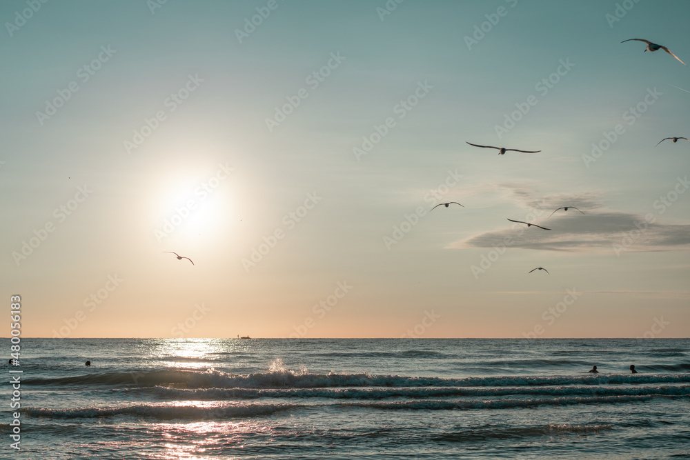 sunset beach with flying birds