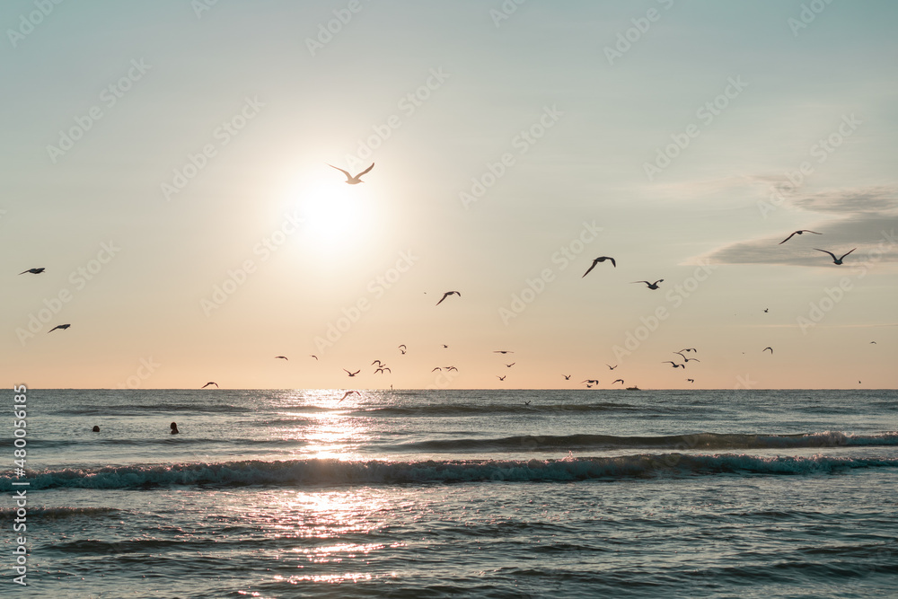 seagulls flying at sunset