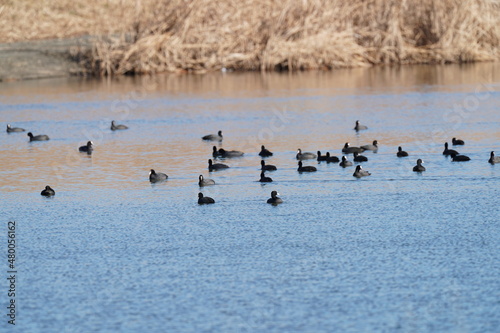 eurasian coot in the pond