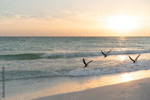 birds fly by during sunset on the beach