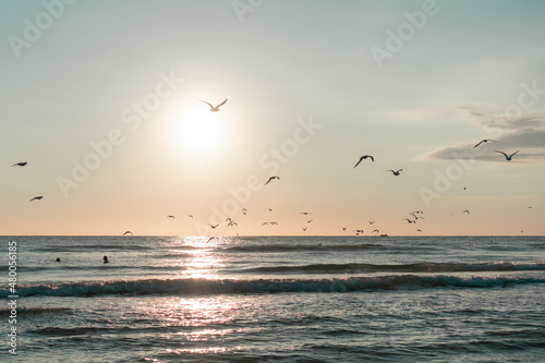 seagulls flying at sunset