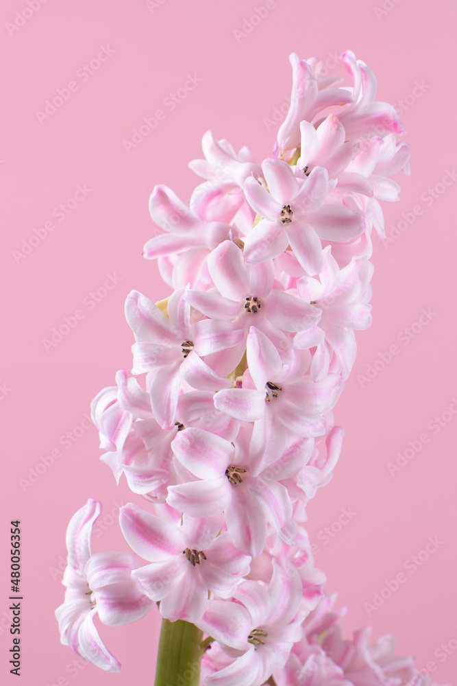 Beautiful pink hyacinth flower on soft pink background. Valentines card or Mothers Day card, closeup. Flower background
