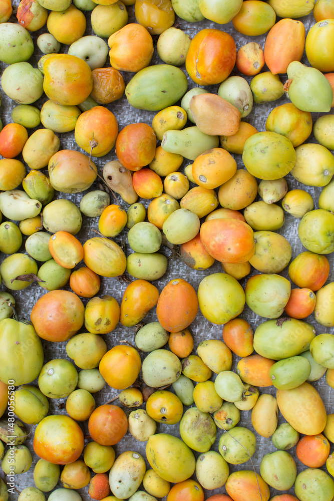Flatlay of unripe underripe blemished tomatoes spread on a sack, Top view of green and orange tomatoes Flatlay of unripe underripe blemished tomatoes spread on a sack, Top view of green and orange tomatoes