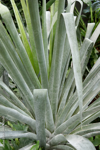 Slika na platnu The foliage of the bromeliad Alcantarea odorata