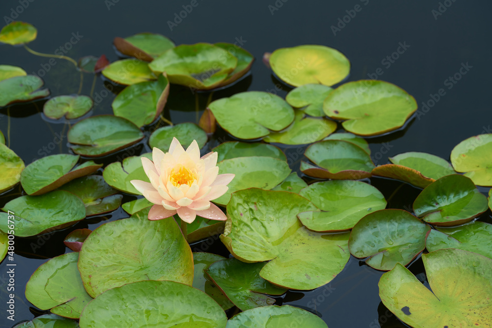 water lily in the pond water lily in the pond