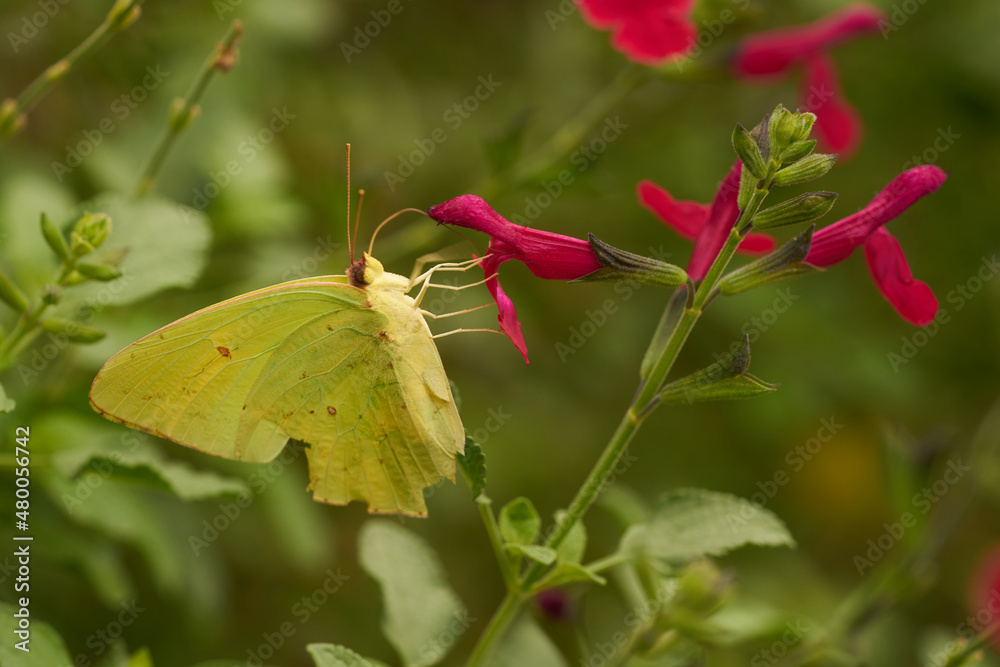 yellow butterfly on a pink flower yellow butterfly on a pink flower