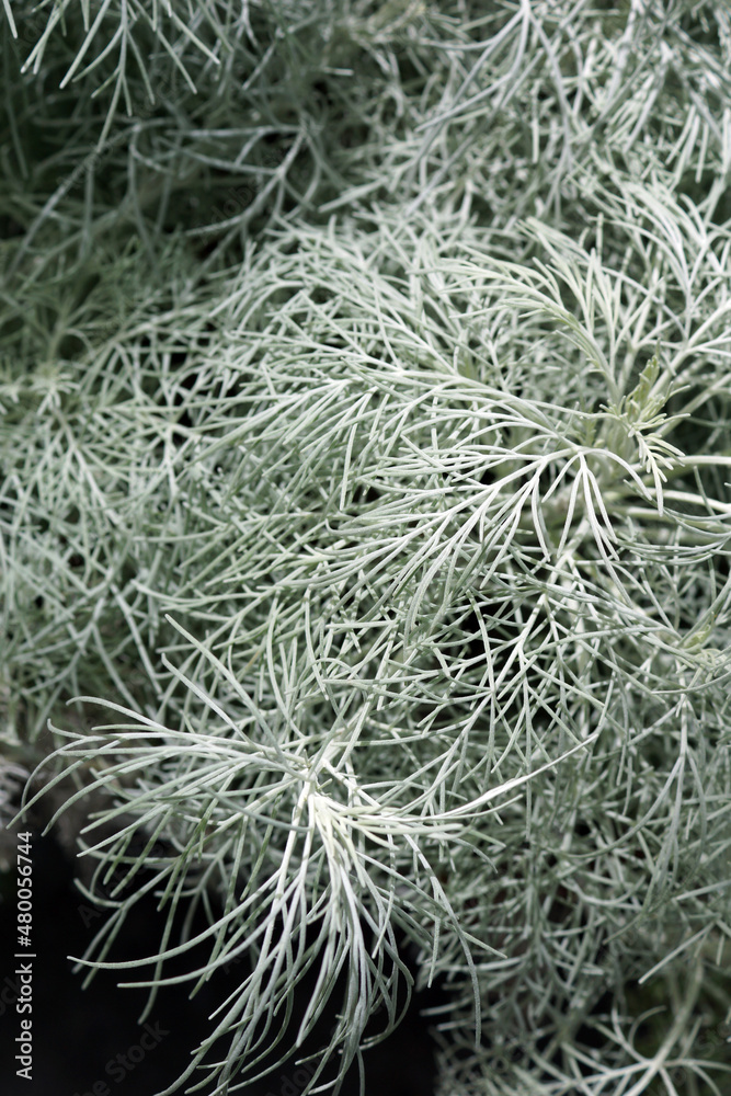 The foliage of Maui wormwood (Artemisia mauiensis) The foliage of Maui wormwood (Artemisia mauiensis)