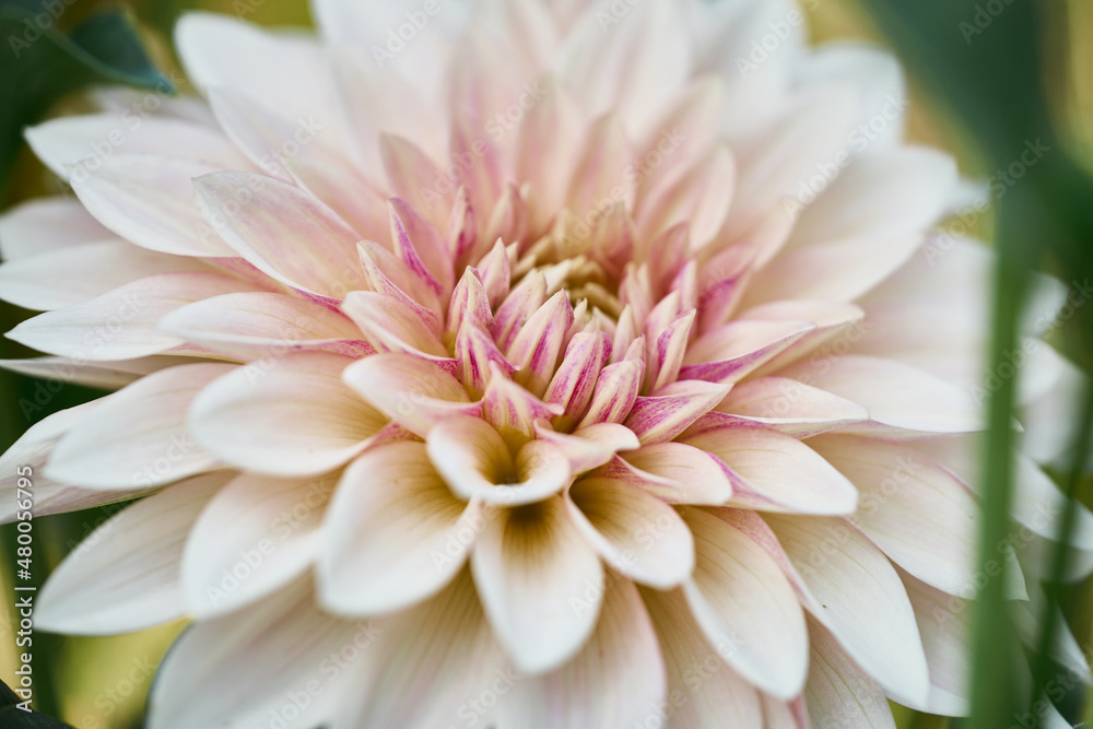 Fototapeta premium close up of pink dahlia