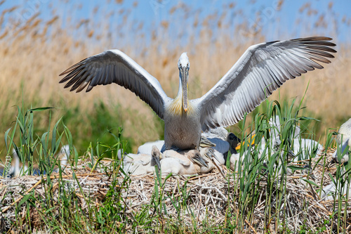 Dalmatian pelican bird wildlife and newborn chicks nesting in reeds in the delta of Volga River