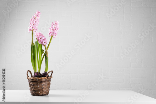Pink blooming flower hyacinths in a pot on the white table in the apartment. International women's day gift, 8 marth card, mothers day card, space for text. Minimal hello spring concept