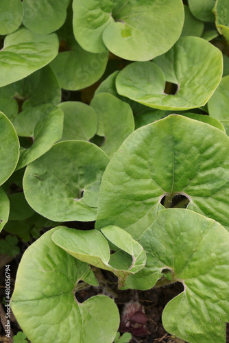The foliage (leaves) of Canada wild ginger (Asarum canadense)