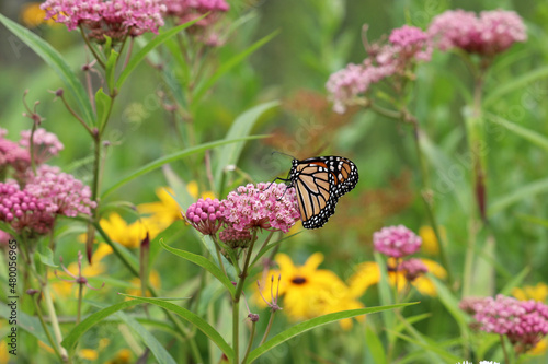 Swamp milkweed (Asclepias incarnata) in bloom with a monarch butterfly (Danaus plexippus) feeding on nectar in the flowers