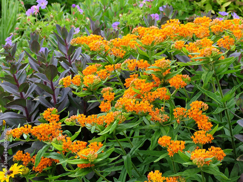 Butterfly weed (Asclepias tuberosa), also known as orange milkweed, in flower (bloom), in a garden setting photo