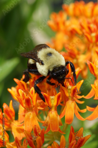 Butterfly weed (Asclepias tuberosa), also known as orange milkweed, in flower (bloom) with a brown-belted bumblebee (Bombus griseocollis) photo