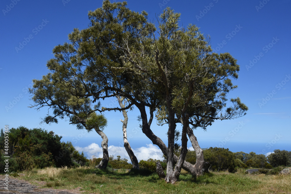 Tamarin des Hauts, Acacia heterophylla, arbre endémique de l'île de la Réunion. Océan Indien