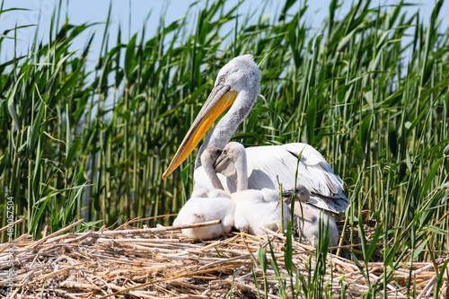 Dalmatian pelican and its small chicks nesting in the reeds
