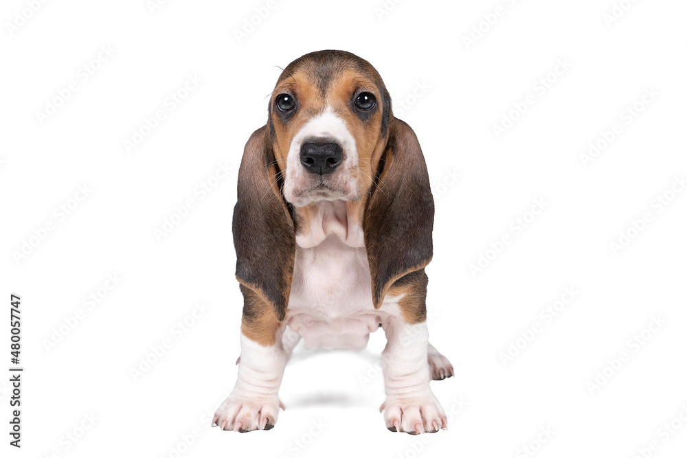 French basset artesien normand puppy standing and seen from the front isolated on a white background