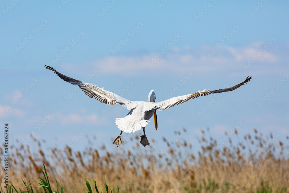 Dalmatian Pelican in landing to the reeds of delta of Volga River Dalmatian Pelican in landing to the reeds of delta of Volga River