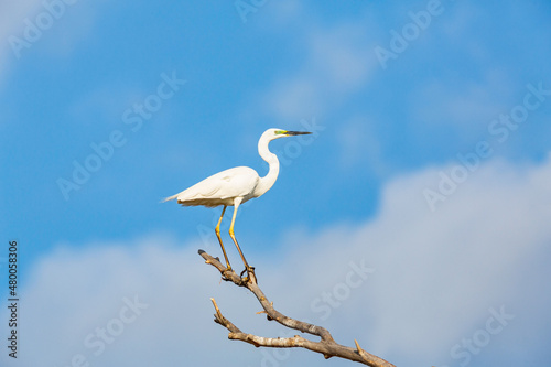 White great egret (heron) on the blue sky background