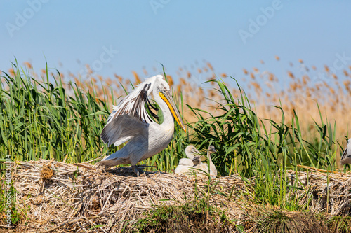 Dalmatian pelican family nesting in the reeds of Volga river