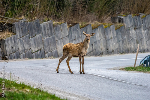 Fototapeta Naklejka Na Ścianę i Meble -  deer in the road