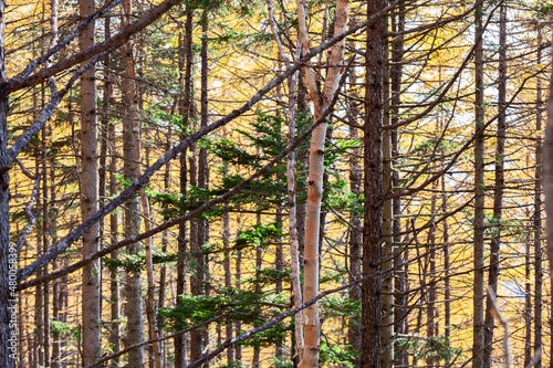 Autumnal color forest tree background