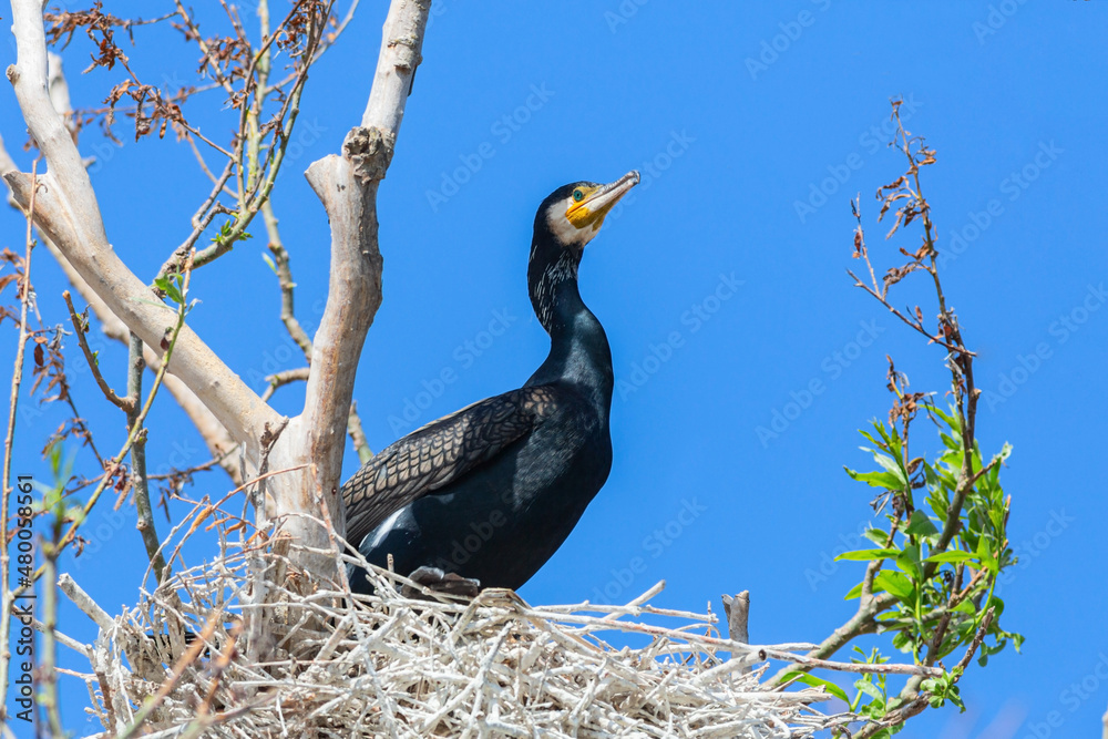 Fototapeta premium Great cormorant nesting on the tree in the blue sky