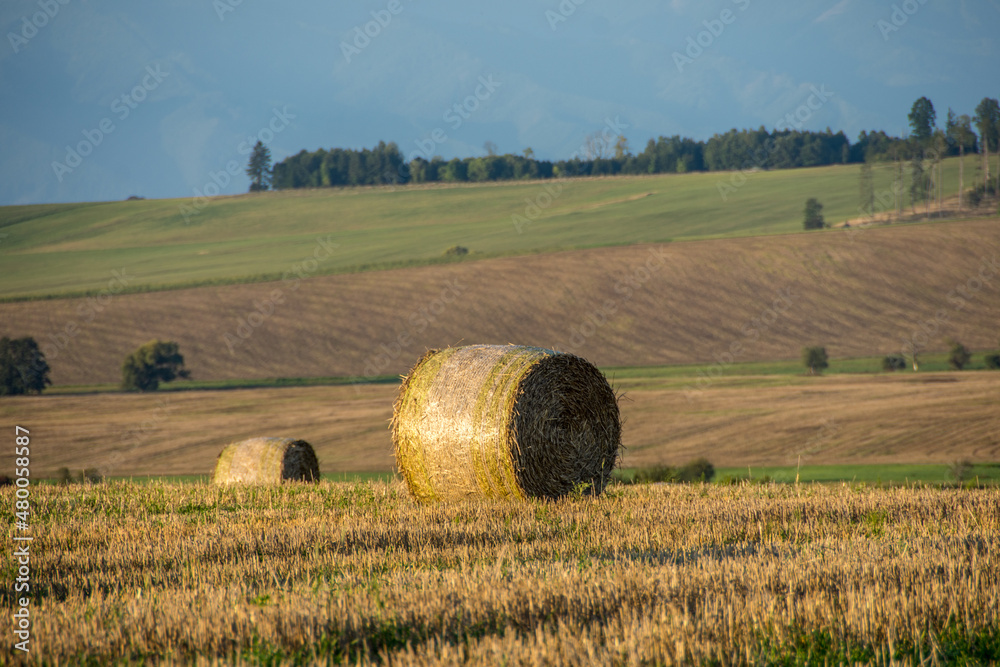hay bales in the field, Turiec, Slovakia, Europe
