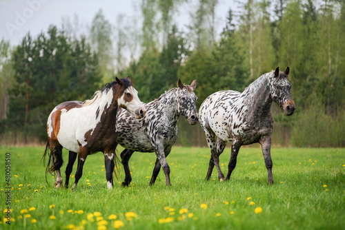 Herd of horses in the field with flowers