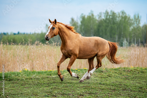 Beautiful red horse running in the field in summer. Don breed horse.