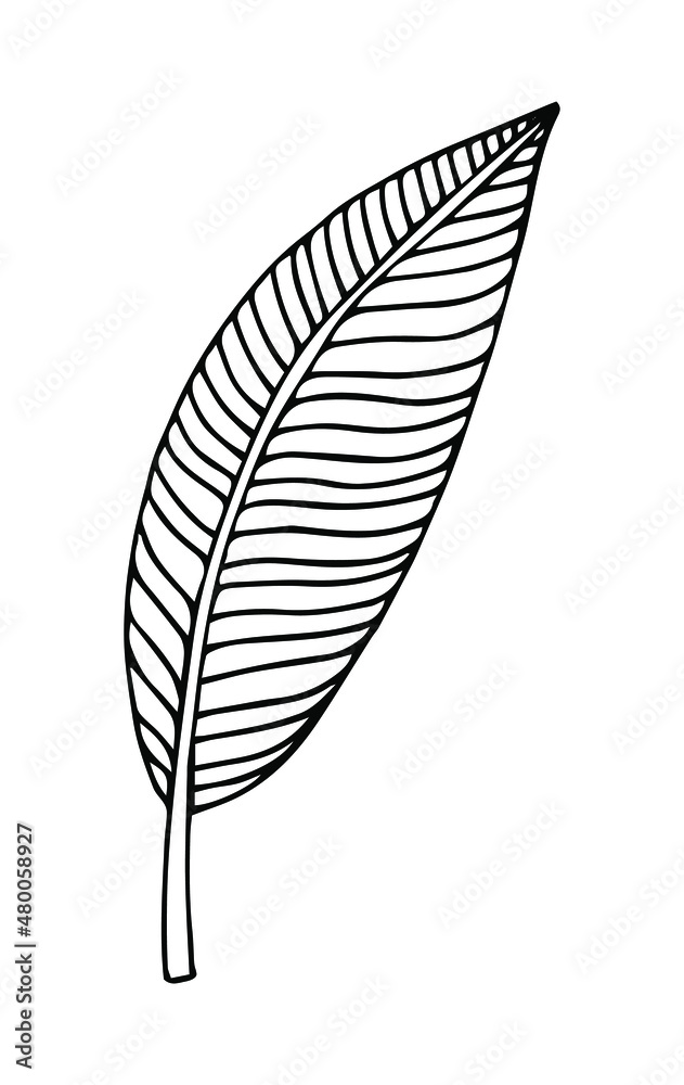 Tropical palm leave in sketch style, isolated vector illustration. Leave of palm tree in linear doodle style. Botanical minimalist print of exotic leave, sketch design.