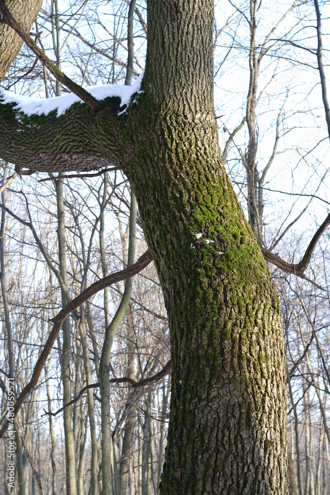Obraz premium Winter landscape 
