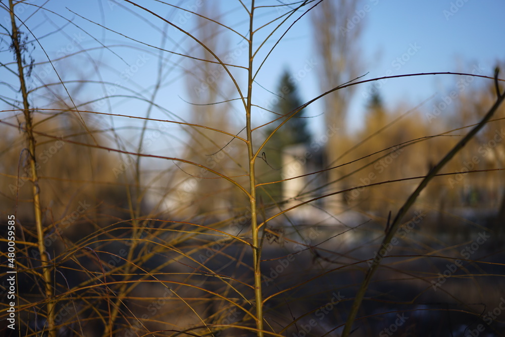 Obraz premium Winter landscape 