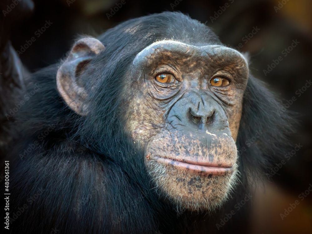 close up shot of chimpanzee (Pan troglodytes) in habitat close up shot of chimpanzee (Pan troglodytes) in habitat