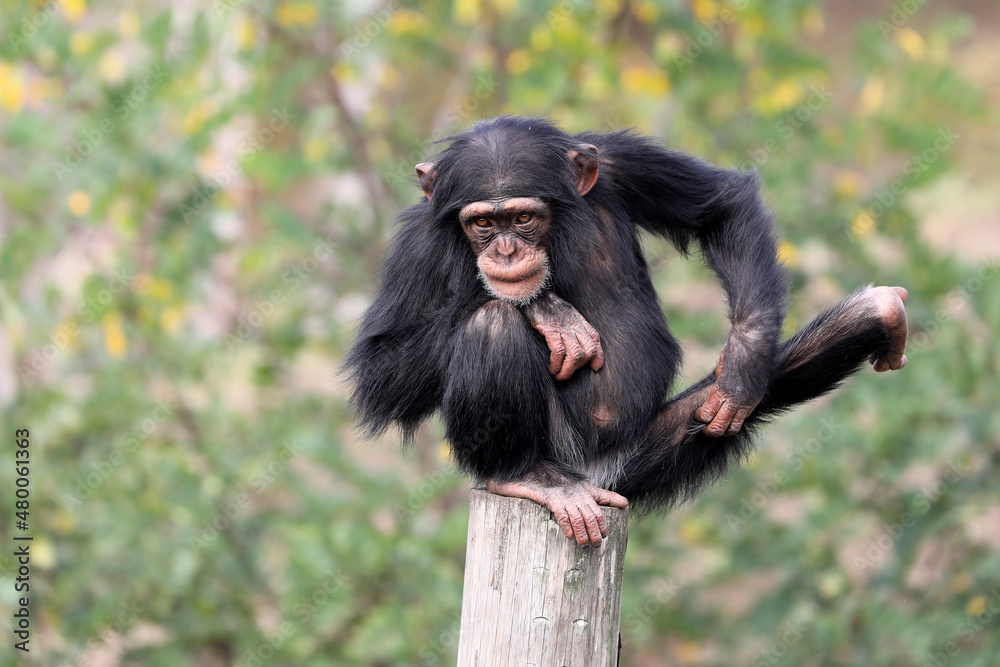 close up shot of chimpanzee (Pan troglodytes) in habitat close up shot of chimpanzee (Pan troglodytes) in habitat