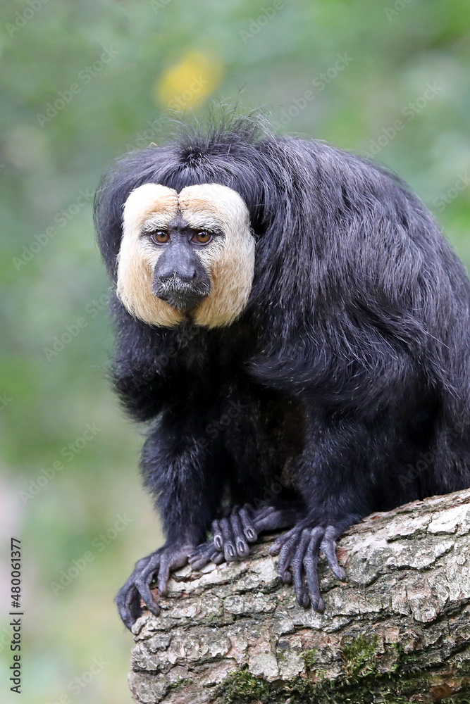 white-faced saki (Pithecia pithecia) in habitat