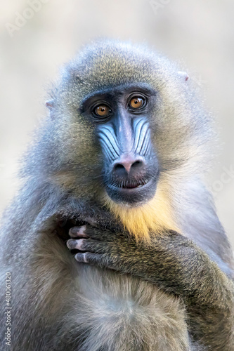 close up portrait of a mandrill monkey (Mandrillus Sphinx) at habitat © Edwin Butter