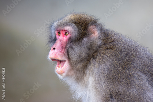 close up shot of a Japanese Macaque  Macaca fuscata  with red face