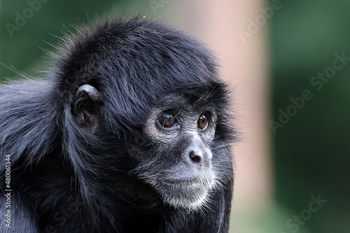 close up shot of a Colombian spider monkey (Ateles fusciceps rufiventris) photo